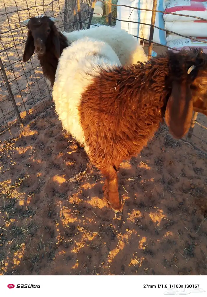 خاروف ورخل 2