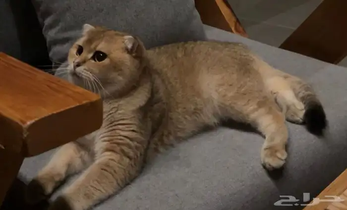 قط سكوتش فولد 4