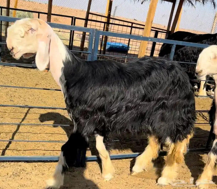 رخال نجد خصم منوة القناي 1