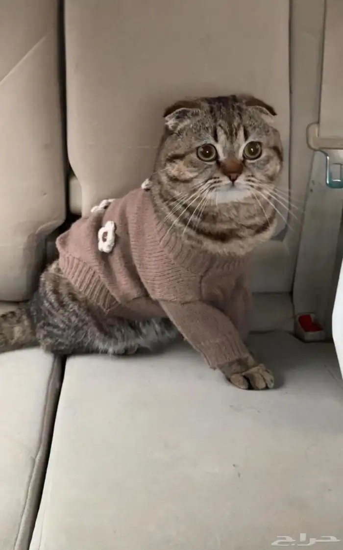 قط سكوتش تربل فولد 0