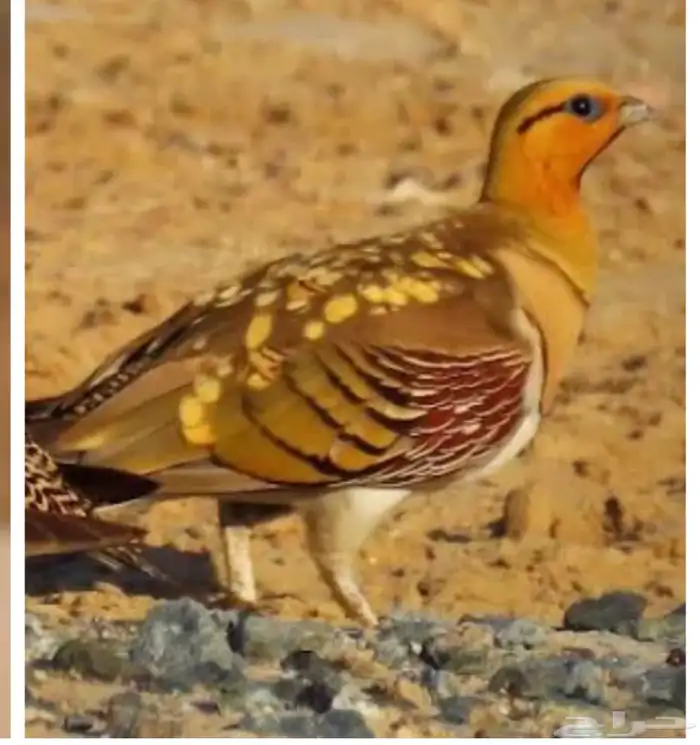 توفر فقاسات صغيره لطيور النادره شراكه 1