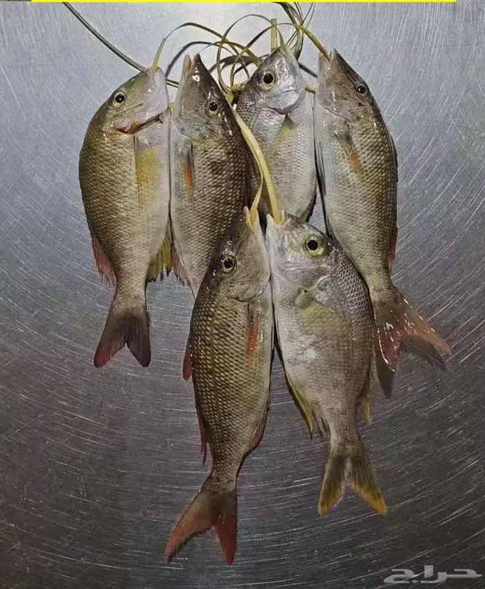 سمك اليوم طازج 1