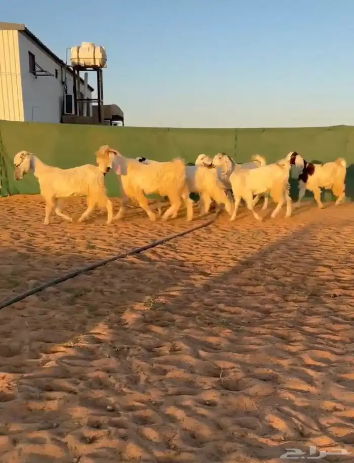 جفرات مصريات تم البيع 0