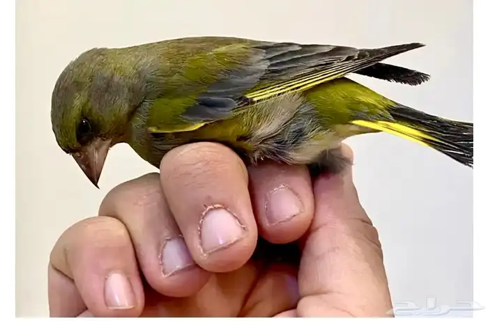 الحسون الخضري 3