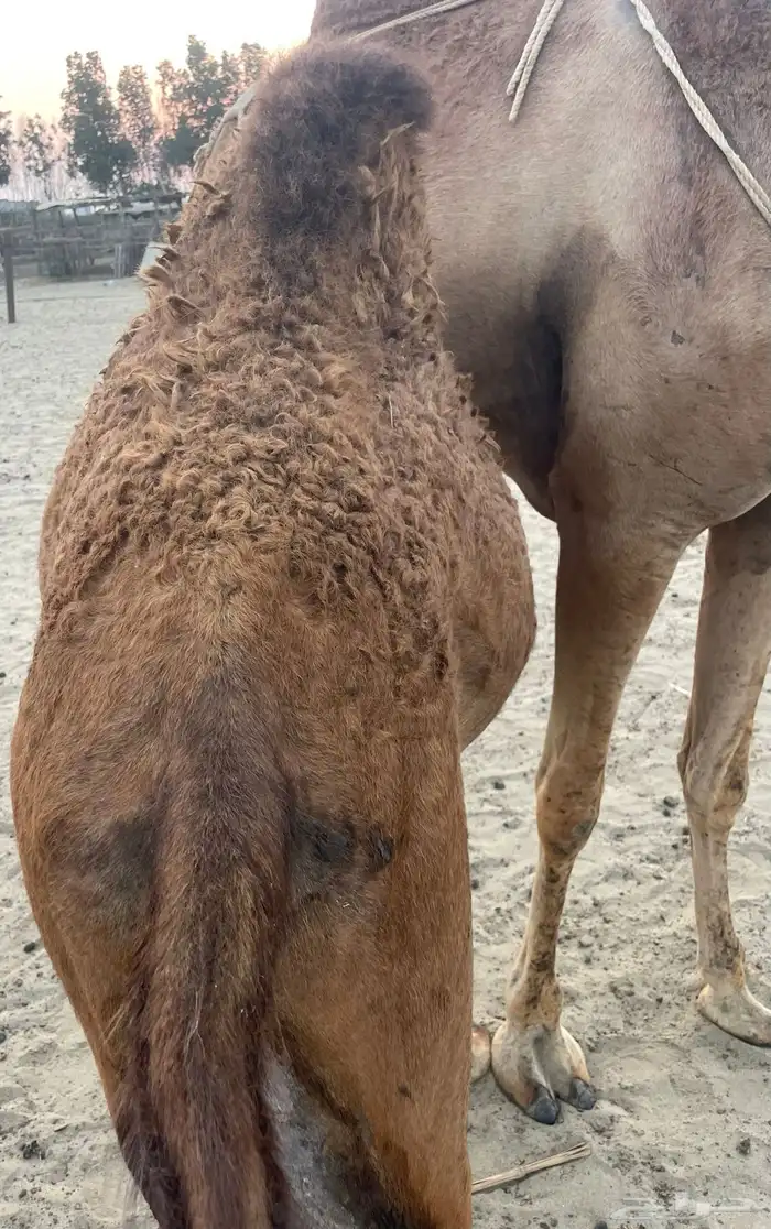 قعود وبكرتين على اللبن للبيع 14