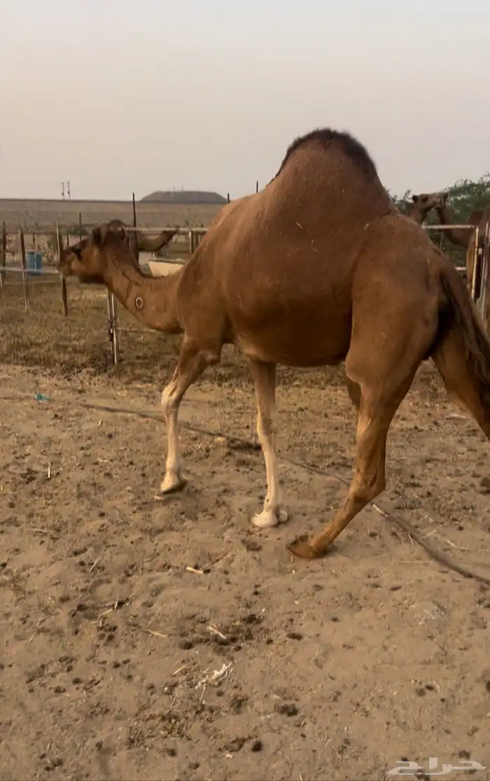 ماقه حمراء دم لقحه 3