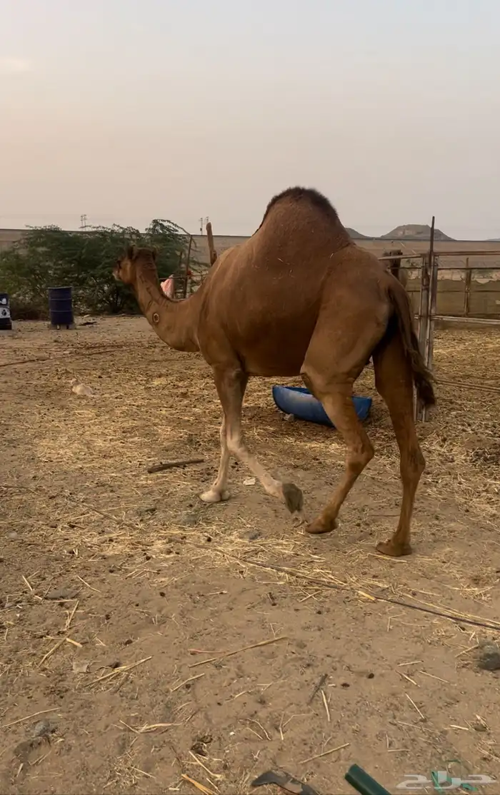 ماقه حمراء دم لقحه 0