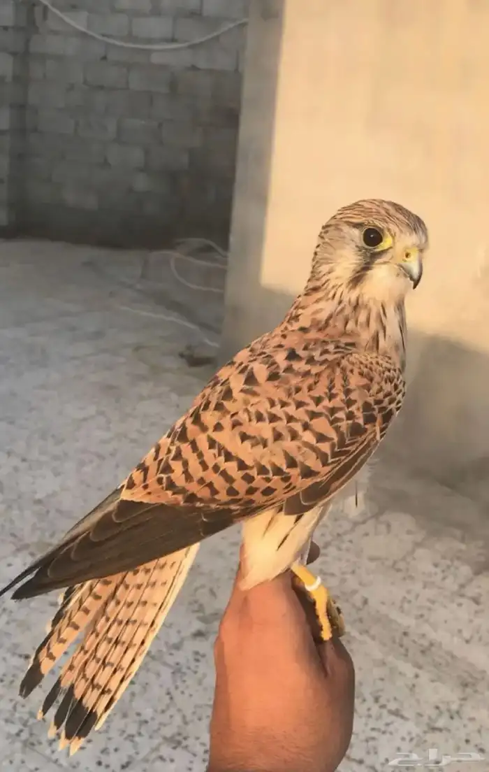 الشبوط للبيع 2