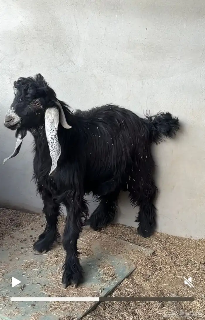 تيوس عوارض جذعان 0