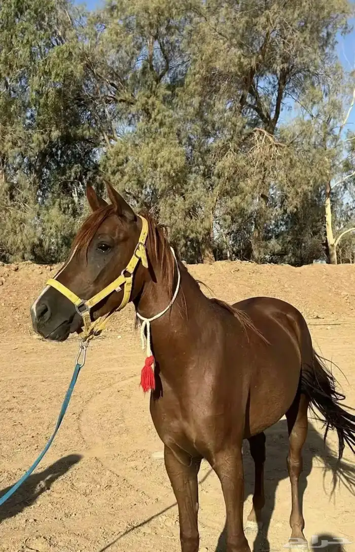 فرس شعبيه للبيع 1