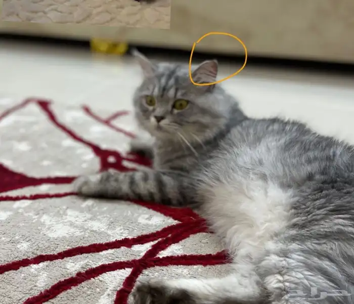 1500 ريال للي يحصله 0