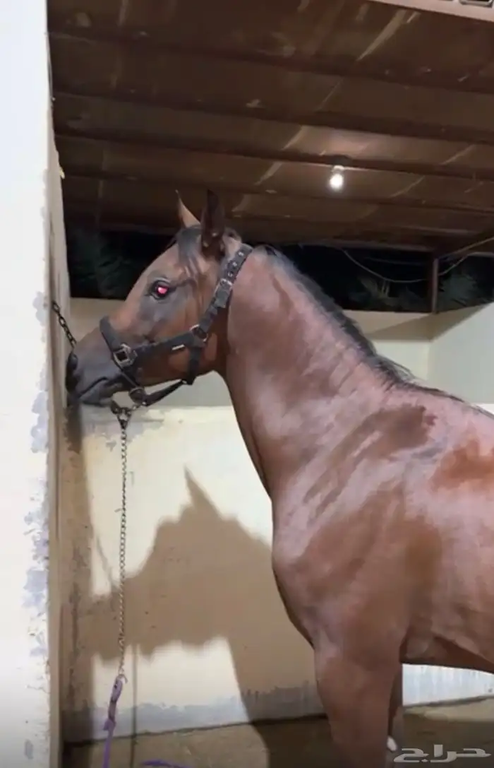 حصان شعبي رفيع وسبوق 3