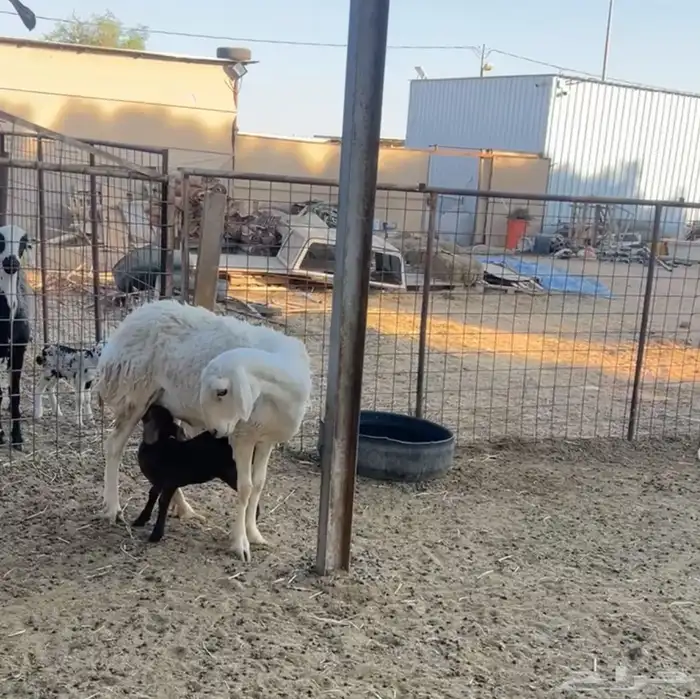 ثنوات هجين ولد 2