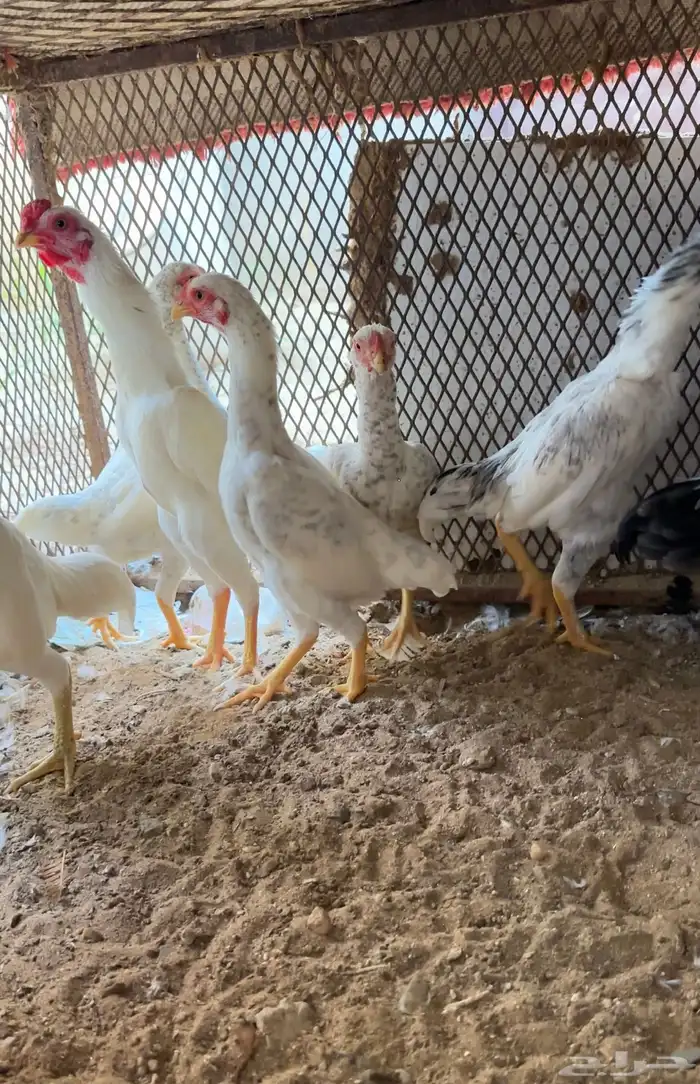 أزواج كوشامو القزم 1