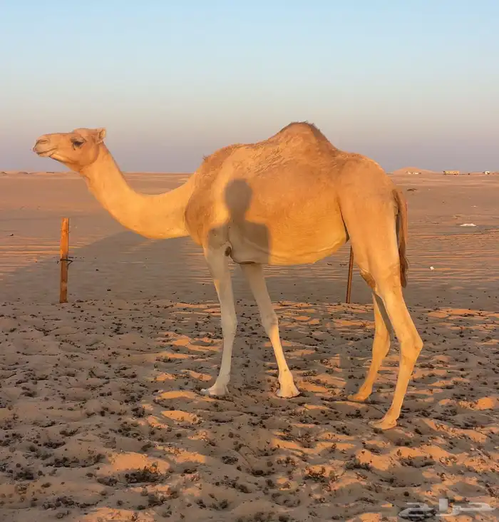 هجن سلالة طيبه لقحه جمله 2