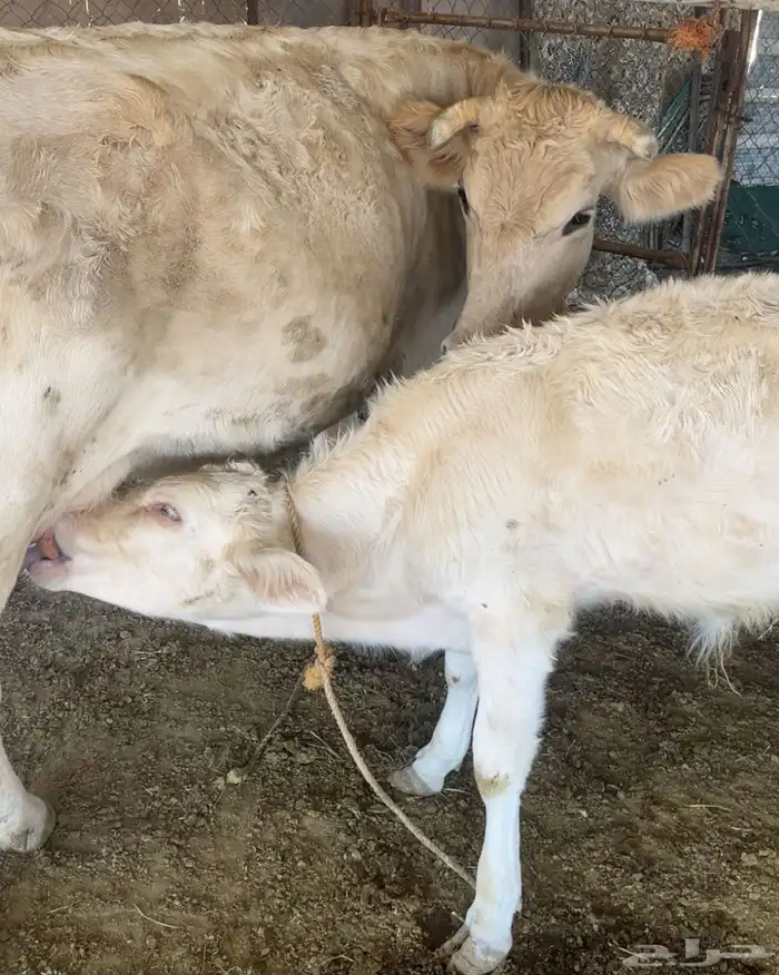 بقرة المانية عليها حسيل 0