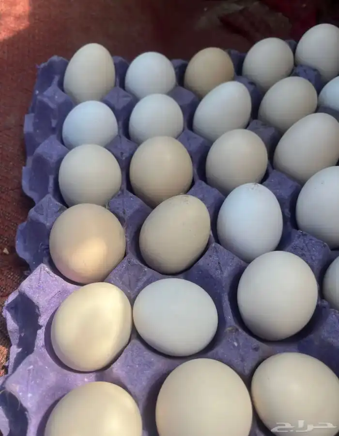 بيض براهما مخصب 3