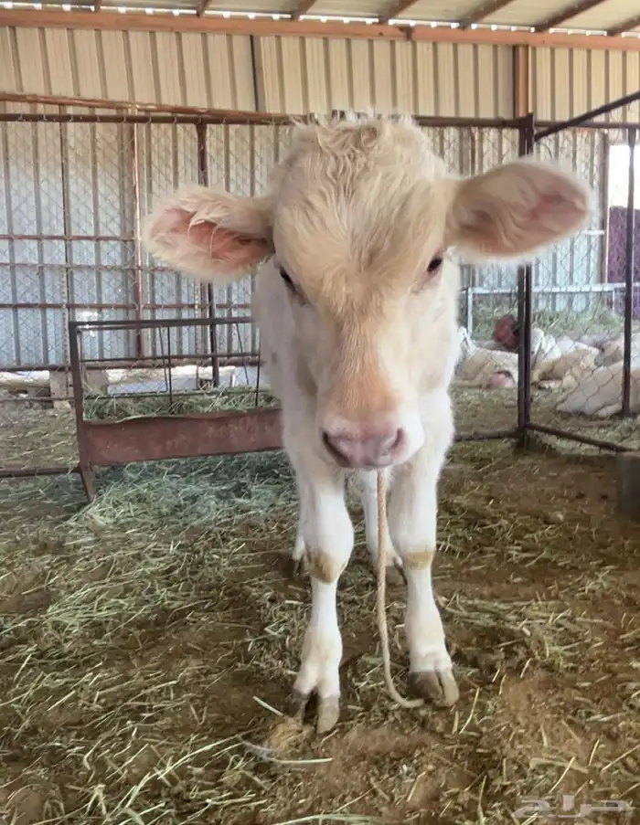 بقرة المانية عليها حسيل 4