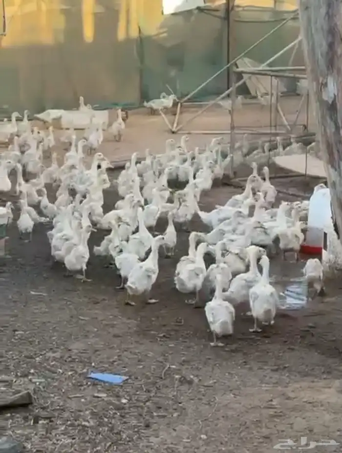 بط عمر 3 شهور 18 ريال البيع جملة 0