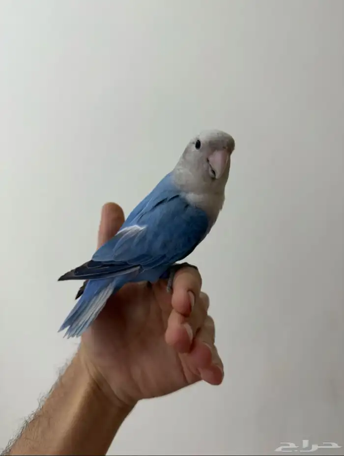 طير روز اليف ماءشالله 1