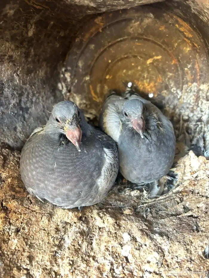 للبيع _حمام زاجل مميز 0