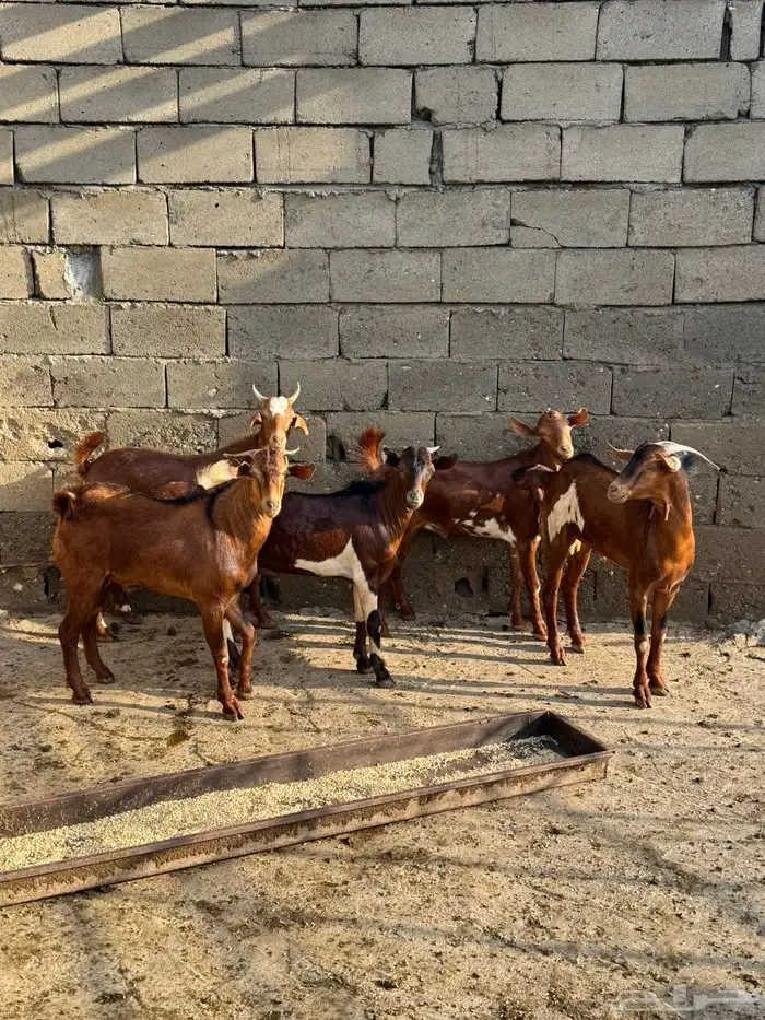 تيوس بلدي دهم 5