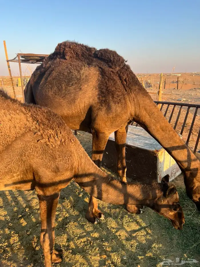 بكره. للبيع 2