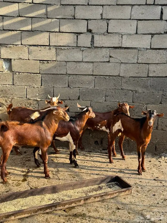 تيوس بلدي دهم 2