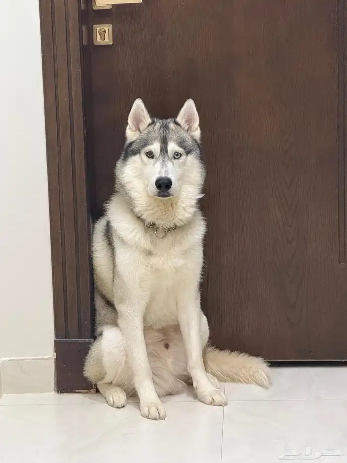 كلاب هاسكي 0