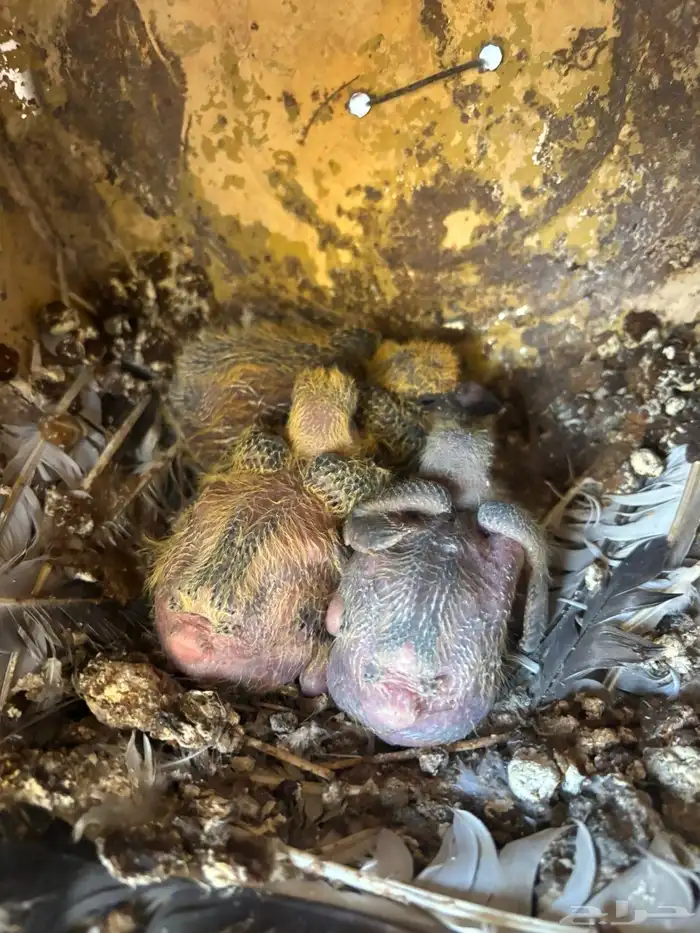 للبيع _حمام زاجل مميز 2