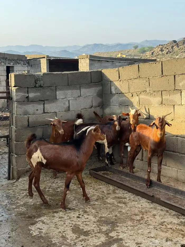 تيوس بلدي دهم 4