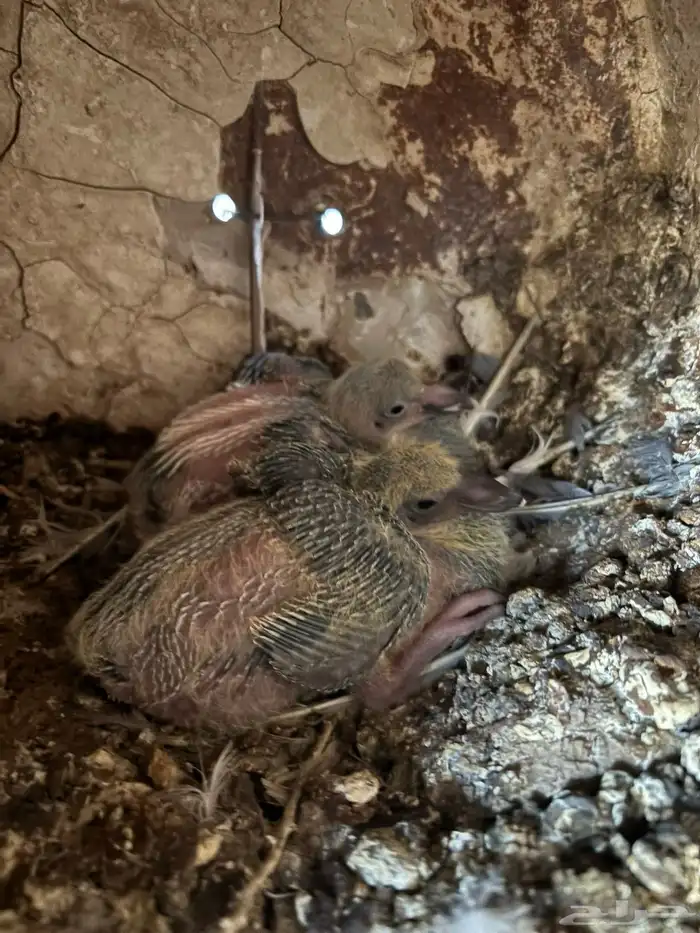 للبيع _حمام زاجل مميز 1