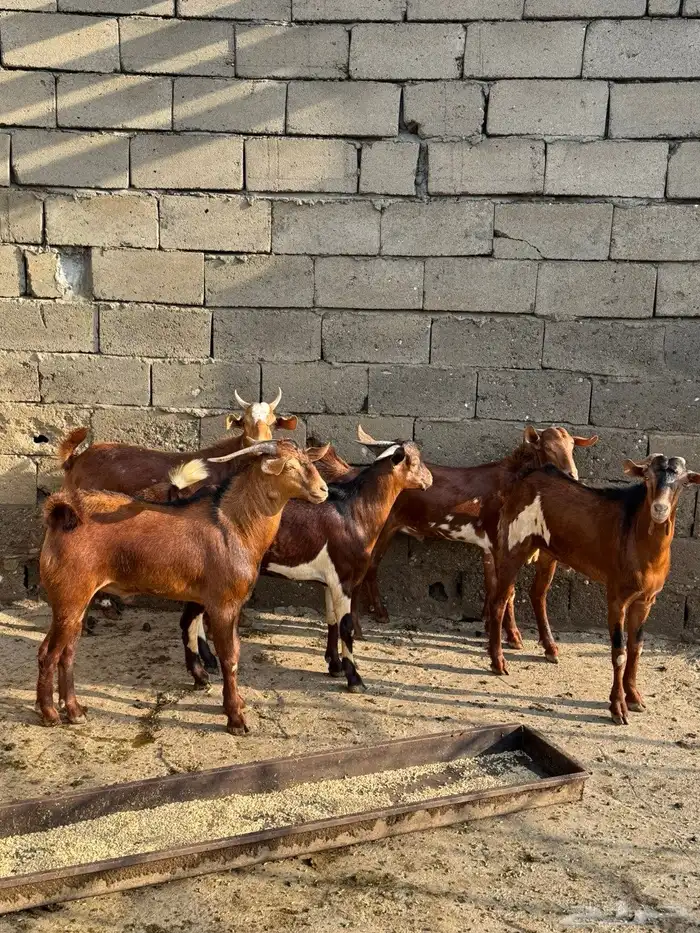 تيوس بلدي دهم 0