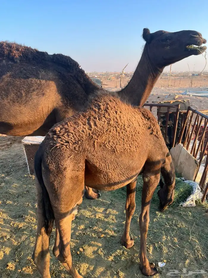 بكره. للبيع 0