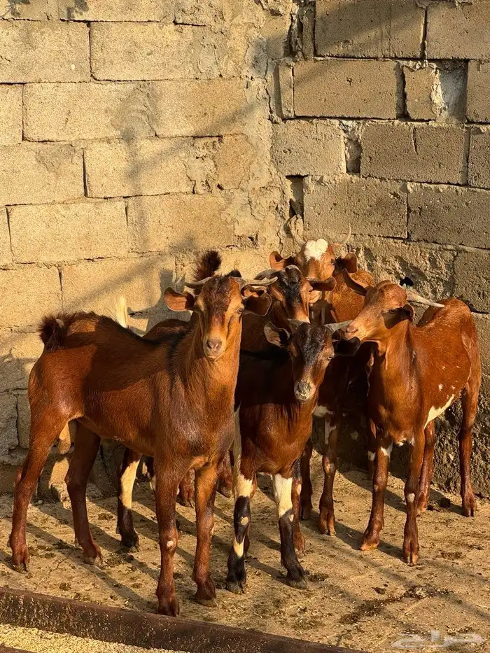 تيوس بلدي دهم 6