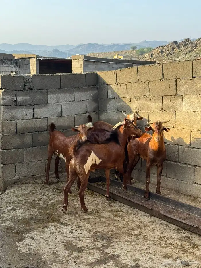 تيوس بلدي دهم 1