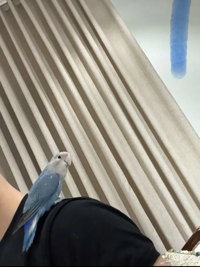 طير روز اليف ماءشالله 0