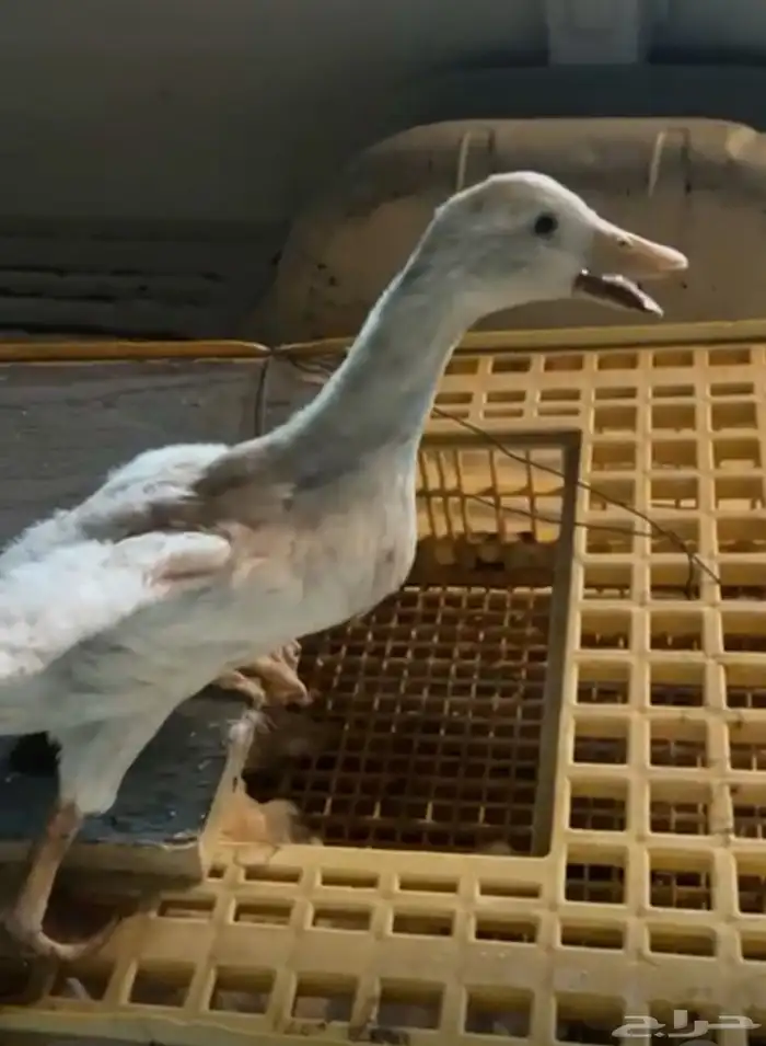 بط عمر 3 شهور 18 ريال البيع جملة 1