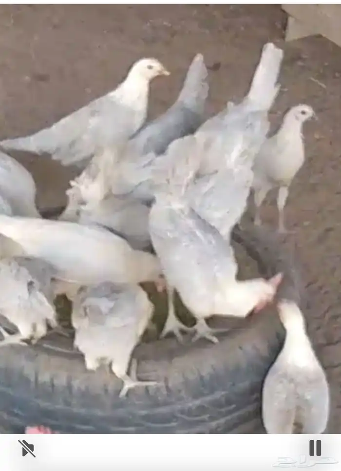 دجاج فيومي المنيوم العمر ثلاث اشهر للمربين فقط 0