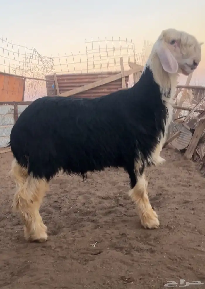 خروف نجدي صنف يسنف و موثق بفديوهات 0