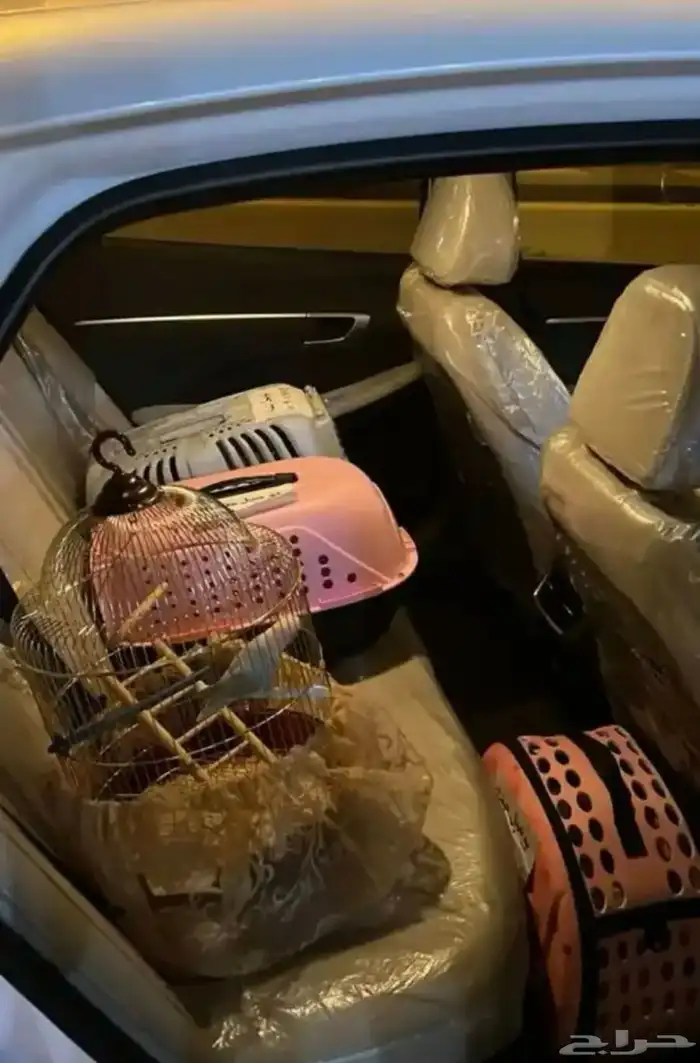 موصل الغربية الجنوب طيور قطط 0