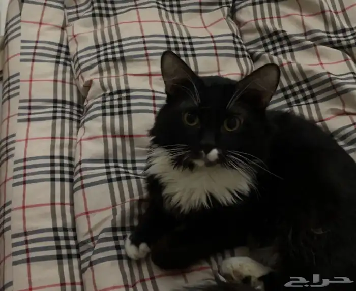 قطوتي ضايعه في حي عريجاء الغربي تكفون اللي يشوفها يبلغني 0