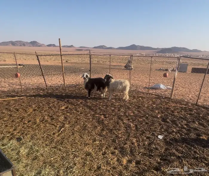 رخال للبيع 7