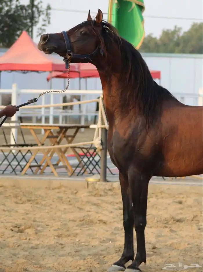 حفيد ميراج ولد مروان الشقب 0