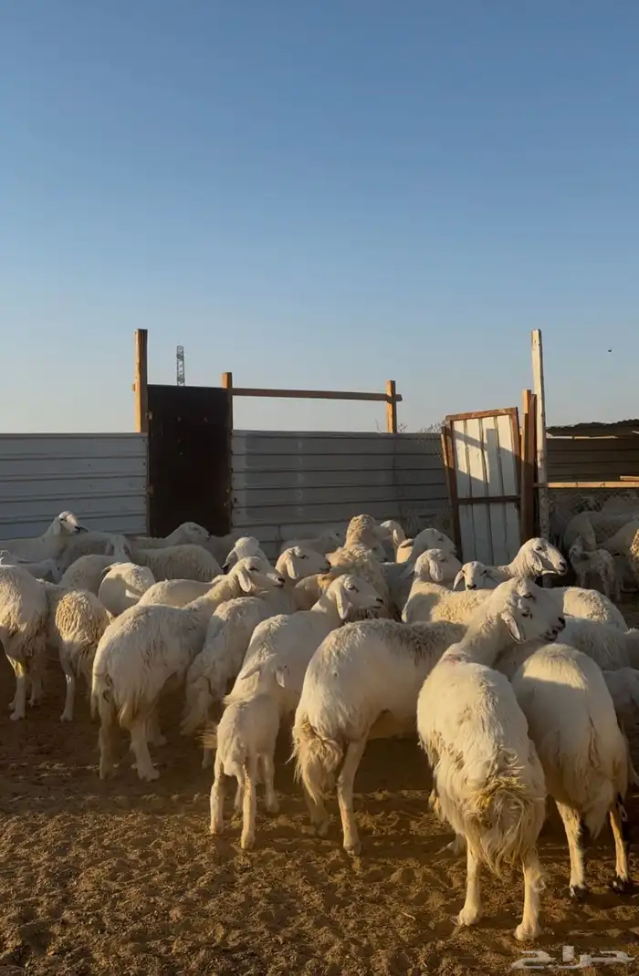 غنم حريات مراح فاخر 3