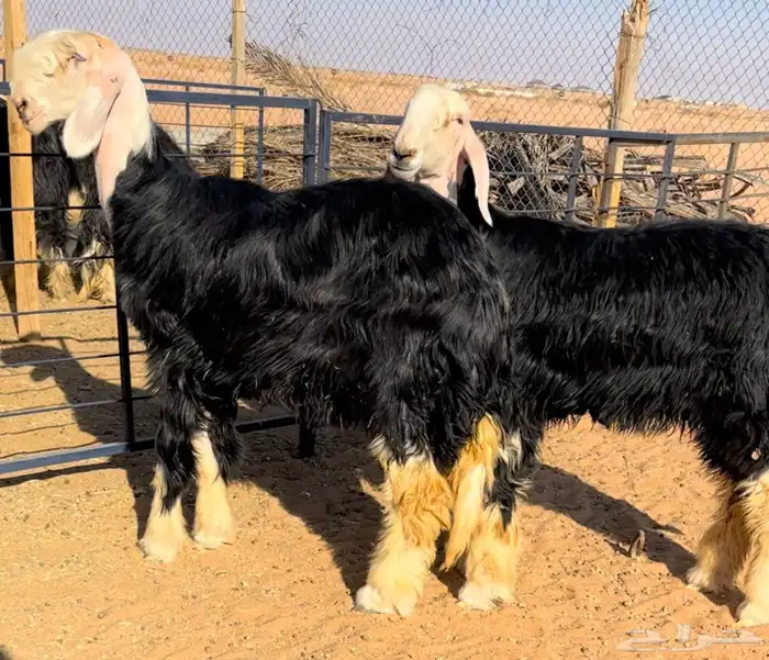 رخال نجد خصم منوة القناي 2