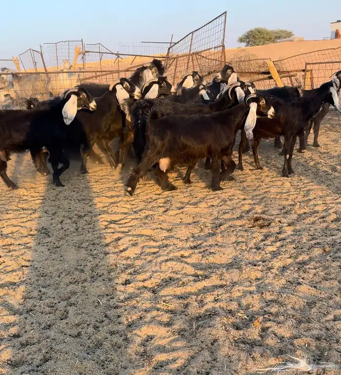 تم البيع. ماعز عوارض خصم 0