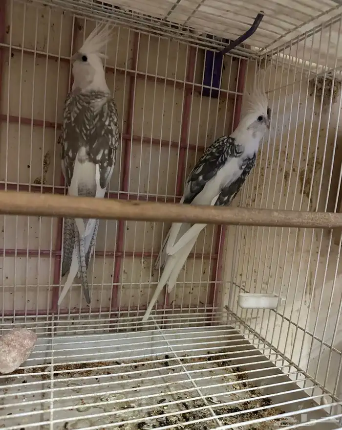 زوج كروان سبلت رسيسف بالفروخ 1