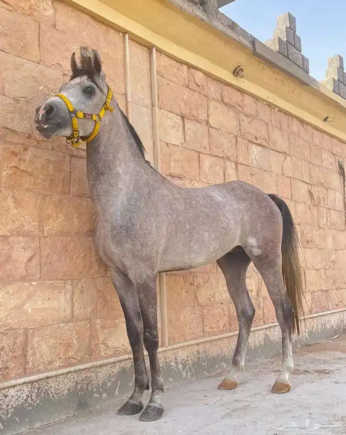 حصان عربي واهو 2