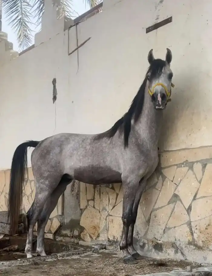 حصان عربي واهو 0